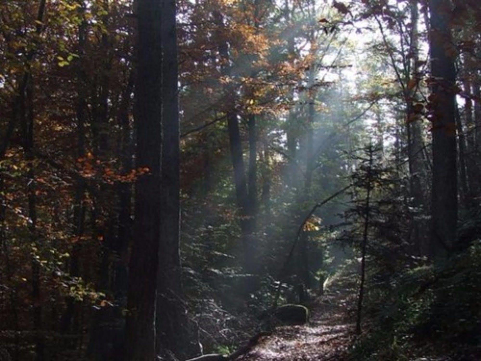 Auberge D'Hotes L'Instant Le Hohwald Esterno foto